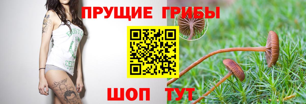 Камень-на-Оби  Галлюциногенные грибы MAGIC MUSHROOMS  Галлюциногенные грибы Cubensis  Вход с VPN 